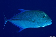 Caranx melampygus Carangue a queue bleue-Currieuse Coral Garden-4m-20190613-Denis-ADER-DSC_9585_tn